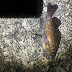 アジングと不意の大物