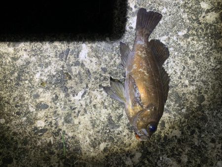 アジングと不意の大物