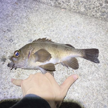 ついに出た!ショアで尺メバル!