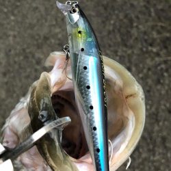 久しぶりのシーバス釣り