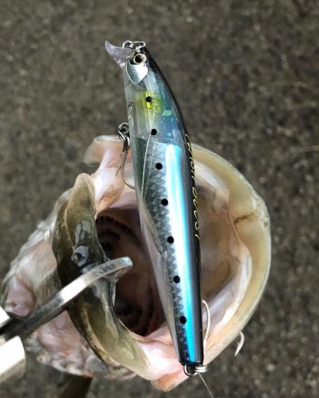 久しぶりのシーバス釣り