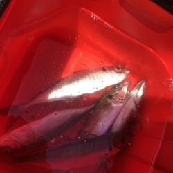 ユウマヅメ　アジング