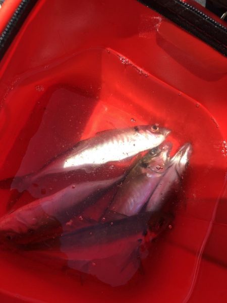 ユウマヅメ　アジング