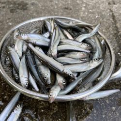 イワシじゃないよチアユだよっ!!