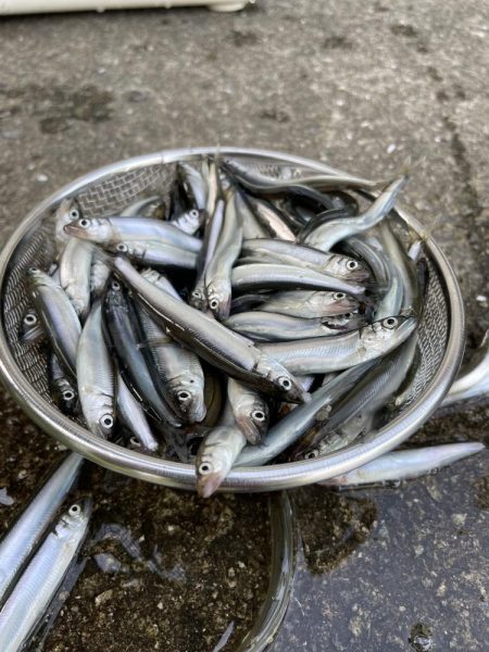 イワシじゃないよチアユだよっ！！