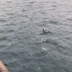 ウチの海　イカダでイワシ