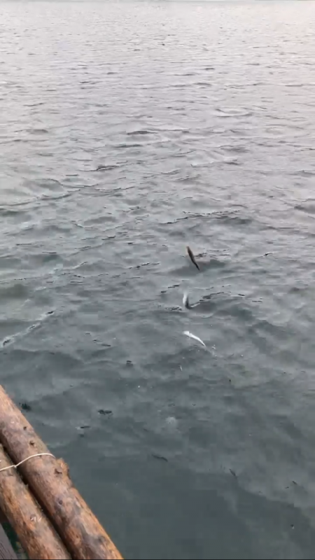 ウチの海　イカダでイワシ