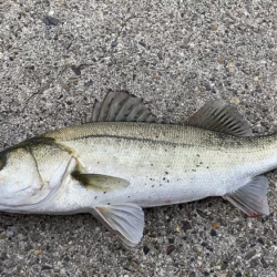 シーバス釣り