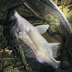 チヌハンターパート3