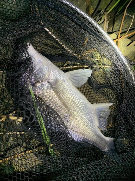 チヌハンターパート3