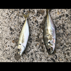 アジング新規開拓