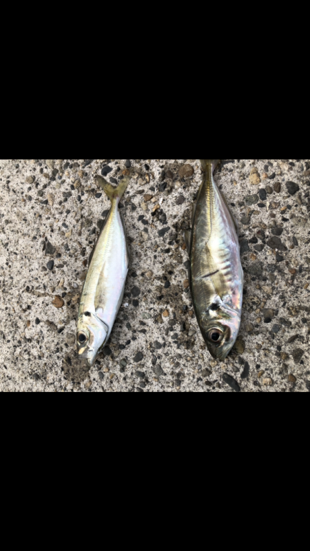 アジング新規開拓