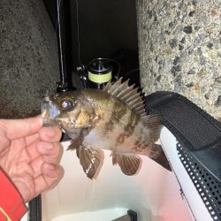 プラグでメバリング