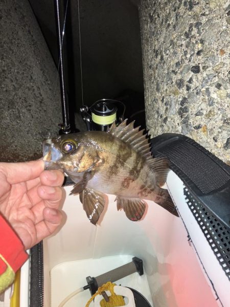 プラグでメバリング