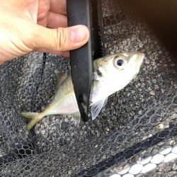 アジング　サバ高活性