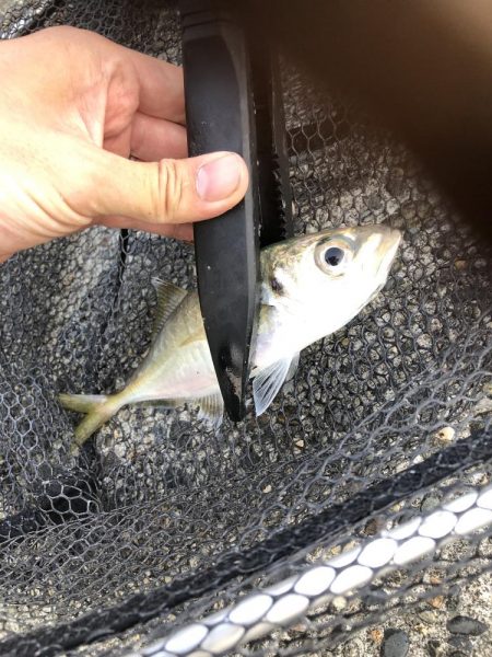 アジング　サバ高活性