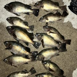 アジを探してメバリング