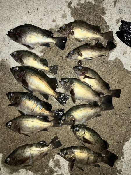 アジを探してメバリング