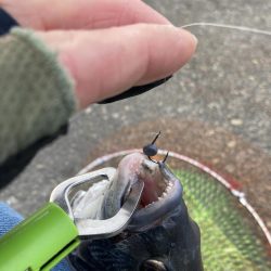 チヌ33cm、外道にコブダイ40cm