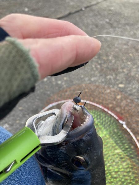 チヌ33cm、外道にコブダイ40cm