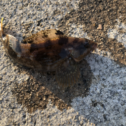 夕マヅメアジング