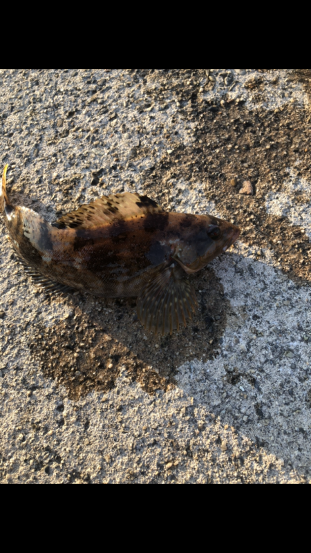 夕マヅメアジング