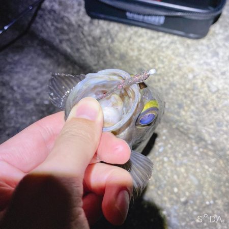 過去最高の釣果&自己記録更新