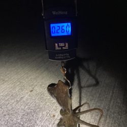 【タコング】三連発