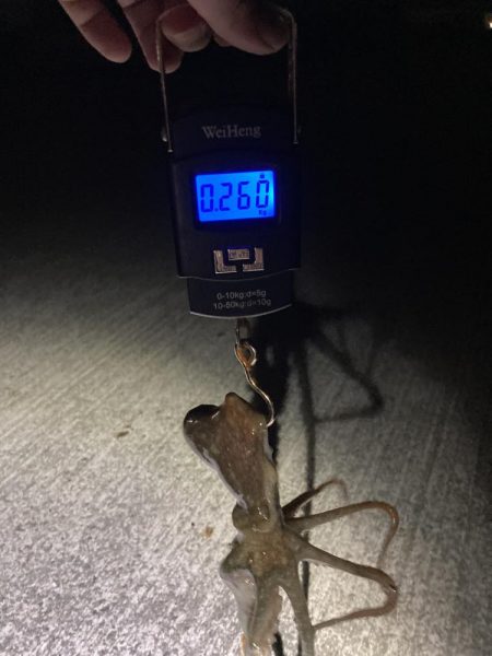 【タコング】三連発