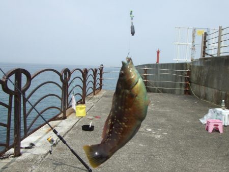 3年ぶりの淡路島　根魚に遊んでもらいました。