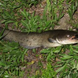 今シーズン初釣行で大鯰