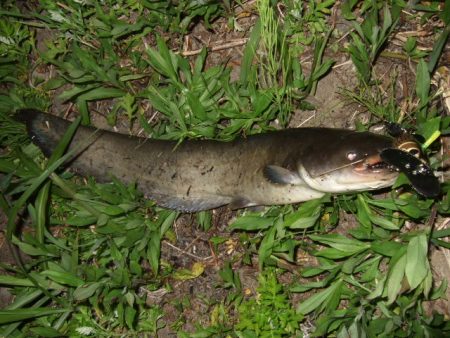 今シーズン初釣行で大鯰