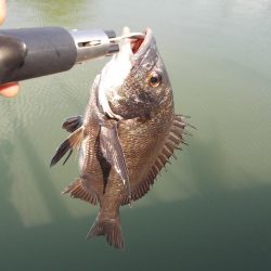 和歌山市某所で落とし込み 真チヌ43cm以下計2枚