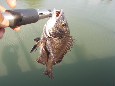 和歌山市某所で落とし込み 真チヌ43cm以下計2枚