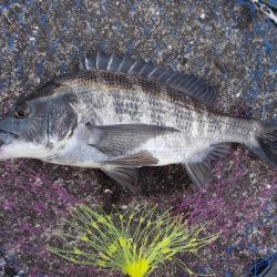 和歌山市某所で落とし込み　真チヌ４0ｃｍ以下計4枚,45cmヘダイ×１