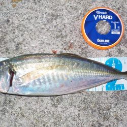 キスゲーム・アジング