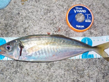 キスゲーム・アジング