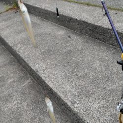 鯉川でのキス釣り