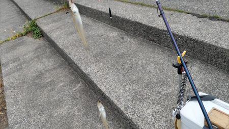 鯉川でのキス釣り