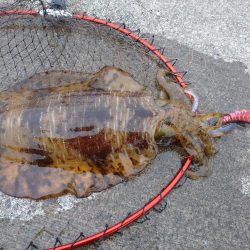 春のアオリイカ