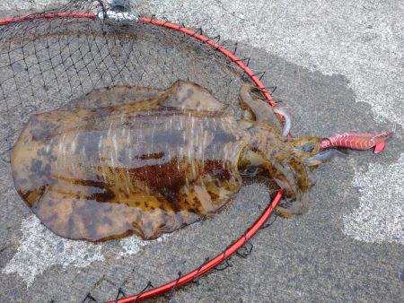 春のアオリイカ