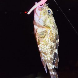 ガシラからのおチヌ様