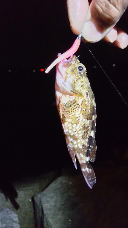 ガシラからのおチヌ様