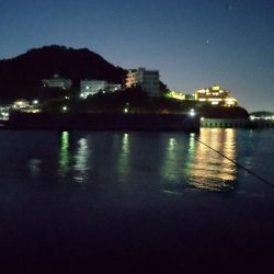 うっかりヒラメが釣れました!