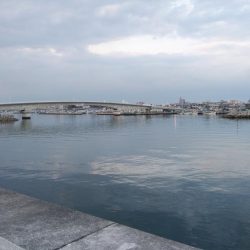 やっと近場のキスの活性が上がり始めました