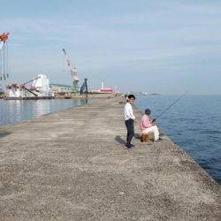播磨新島のキスが釣れ始めました
