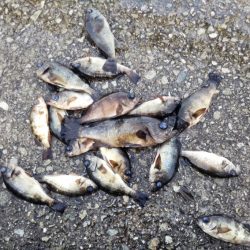 メバル活性高し