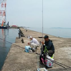 播磨新島のキス釣査