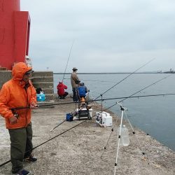 小型キスが沢山釣れました