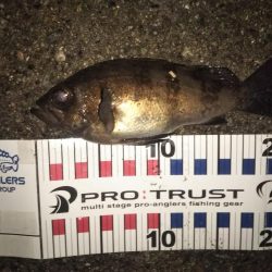 メバル良型4連発